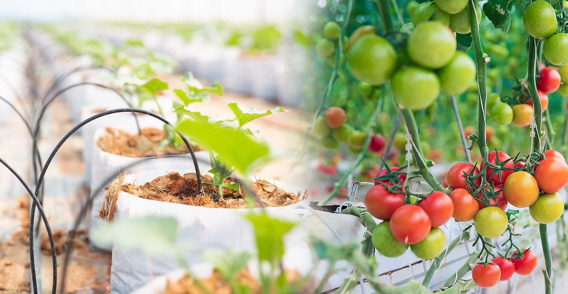 Coco coir growing media for natural gardening and farming