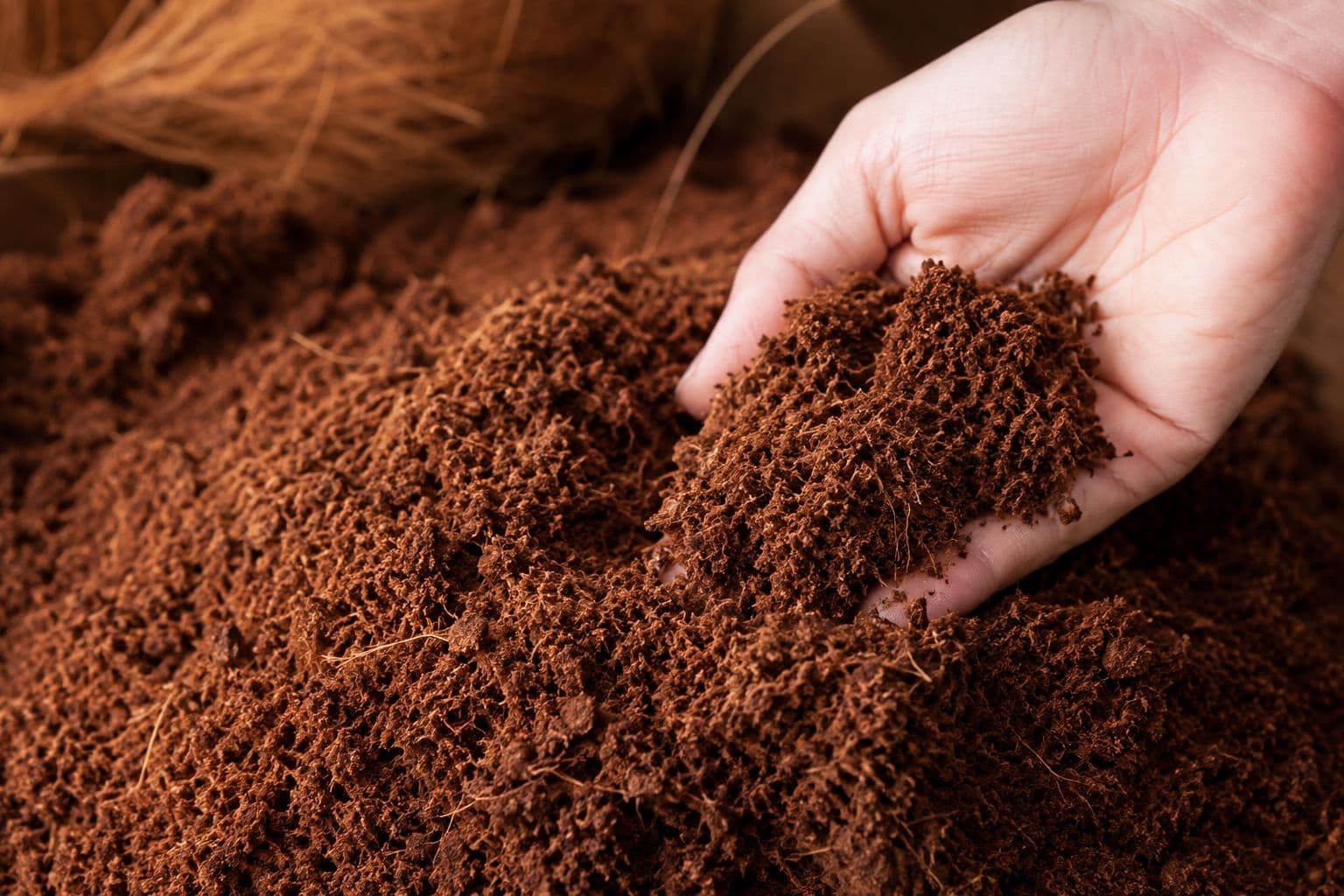 Natural coco coir growing media held by hand